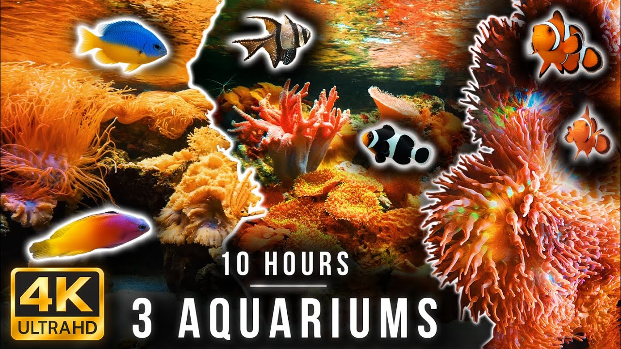 10 Hour 4K Aquarium Film | Relaxing Coral Reef, Clownfish & Reef Fish for Sleep and Study