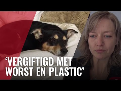 Video: Wat u moet weten over hondenvoeretiketten