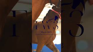 Future Warmblood Sales March, 2023 Wrap up!