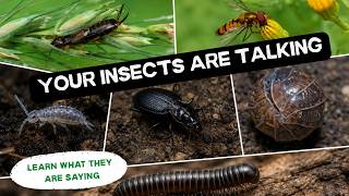 What Insects Are Telling You About Your Garden 🐞(Series: What Your Garden Is Telling You)