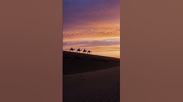 Camels walk in desert  # #desert #camel #nature #travel #peace #smoothmusic