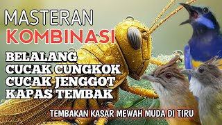 2 jam masteran Kombinasi kasaran mewah Belalang, Cungkok, Jenggot dan kapas tembak JEDA 1 MENIT