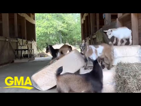 Just 'kidding' around: baby goats enjoy new 'slide'