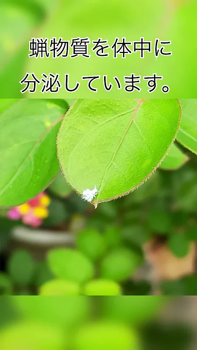 44秒でザックリ解説！動く綿　綿虫について（字幕対応） 