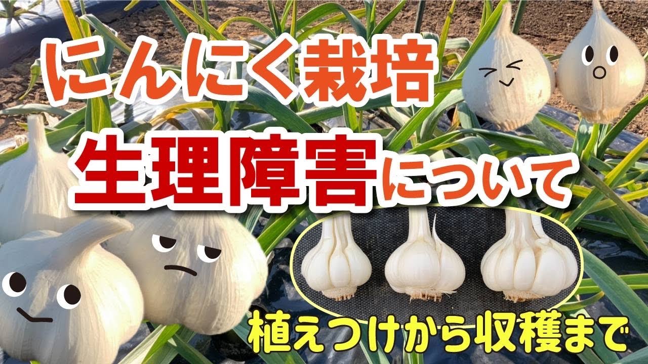 リン片の異常化発生】ニンニク栽培で問題化されている生理障害 タネの