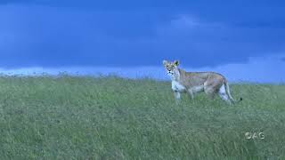 African lioness prowling !