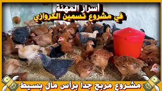 مشروع تربية الكروازي 💵 دجاج الساسو 🐓 مشروع صغير مربح برأس مال بسيط 💰💯 القواعد الأساسية لنجاح المشروع