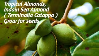 🌷8- Tropical Almonds,indian Sea Almond,( Terminalia Catappa) grow for seeds essay method