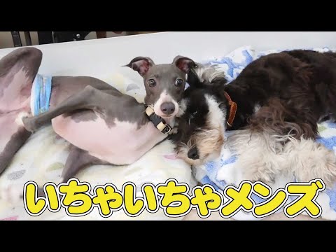 いちゃいちゃメンズ 🐶ひみつきちなう!②🐶 イタリアングレーハウンド ミニチュアシュナウザー 2022年10月3日