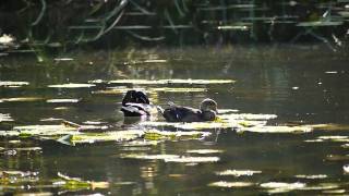 The Panasonic G2 HD Video Sample
