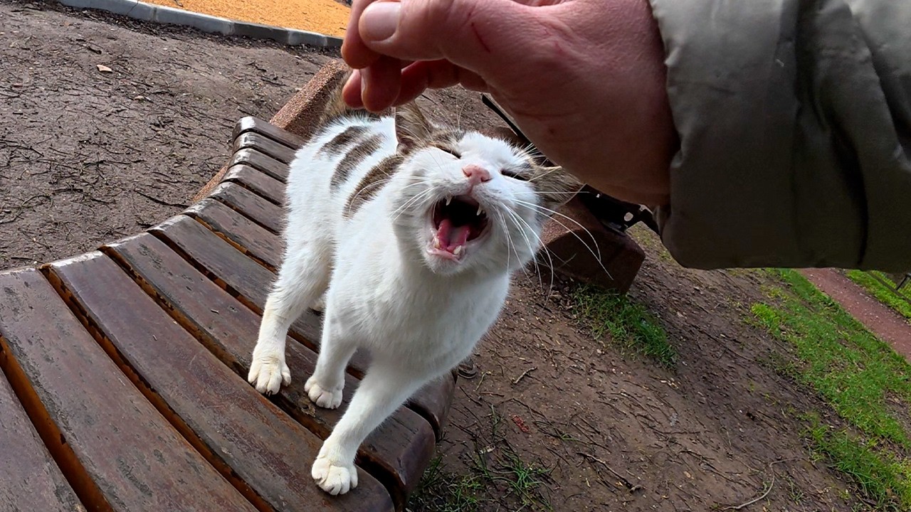 Бездомный кот, которого я знаю уже 6 лет, ждет меня каждый день!