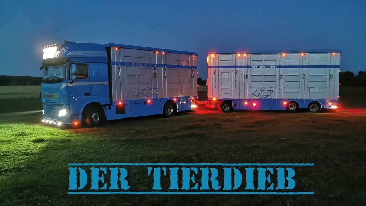 Limousin Bullen geladen 🐂 (kleine Lieferung 😁)