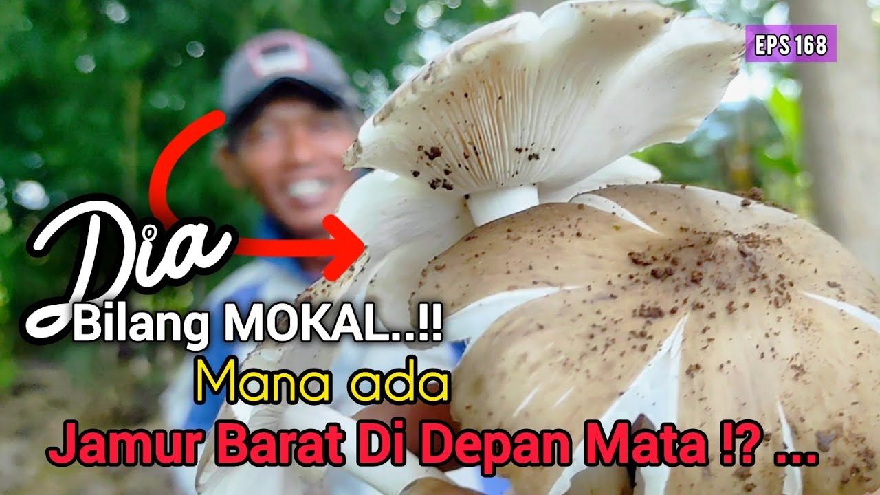 Mokal..!!! Orang ini Gak Percaya Aku Nemu Jamur Barat | Berburu Jamur Liar Eps #168
