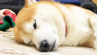 眠いけどスペシウム光線だけはうちたい柴犬