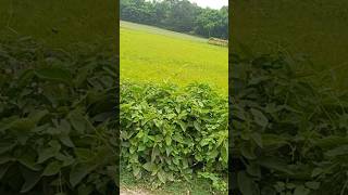 my first vlog #shorts #vlog
