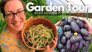 2023 Garden & Harvest Tour Week 14: Southern Peas, Beans & Surprise Potatoes