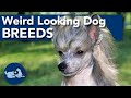 The Weirdest Looking Dog Breeds!