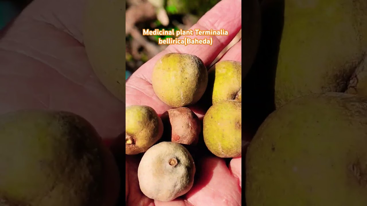बहेड़ा (Terminalia bellirica) medicinal plant के benifits l 