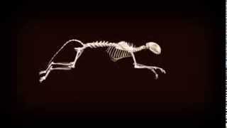 After Effects Rigging Test