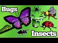 Learn Bug and Insect Names | How to Pronounce Bug Names in English