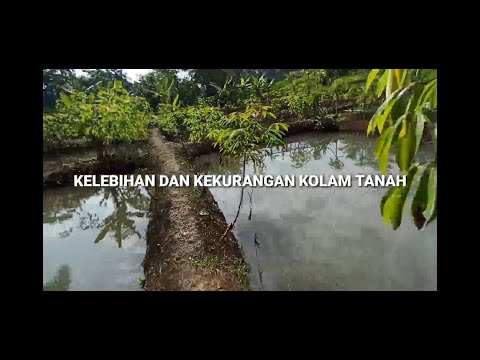 Video: Apa yang dimaksud dengan kolam bercahaya di atas tanah?