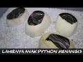 LAHIRNYA MAKANAN GARAGA KING COBRA