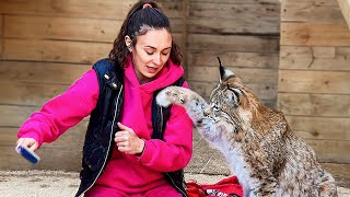 LYNX HANNAH ATTACKED CAT BRUSH / Brushing a big cats