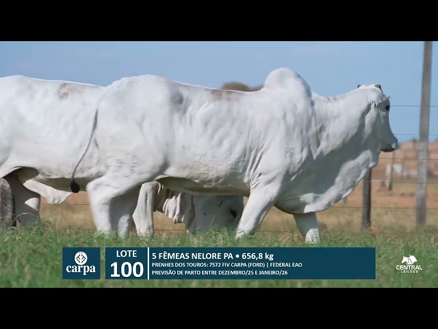 46º Mega Leilão Anual Carpa | LOTE 100