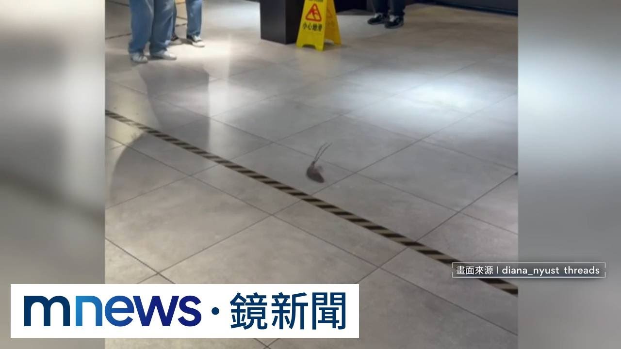北市天降疑似中毒老鼠！　民眾逛百貨公司嚇到尖叫｜#鏡新聞