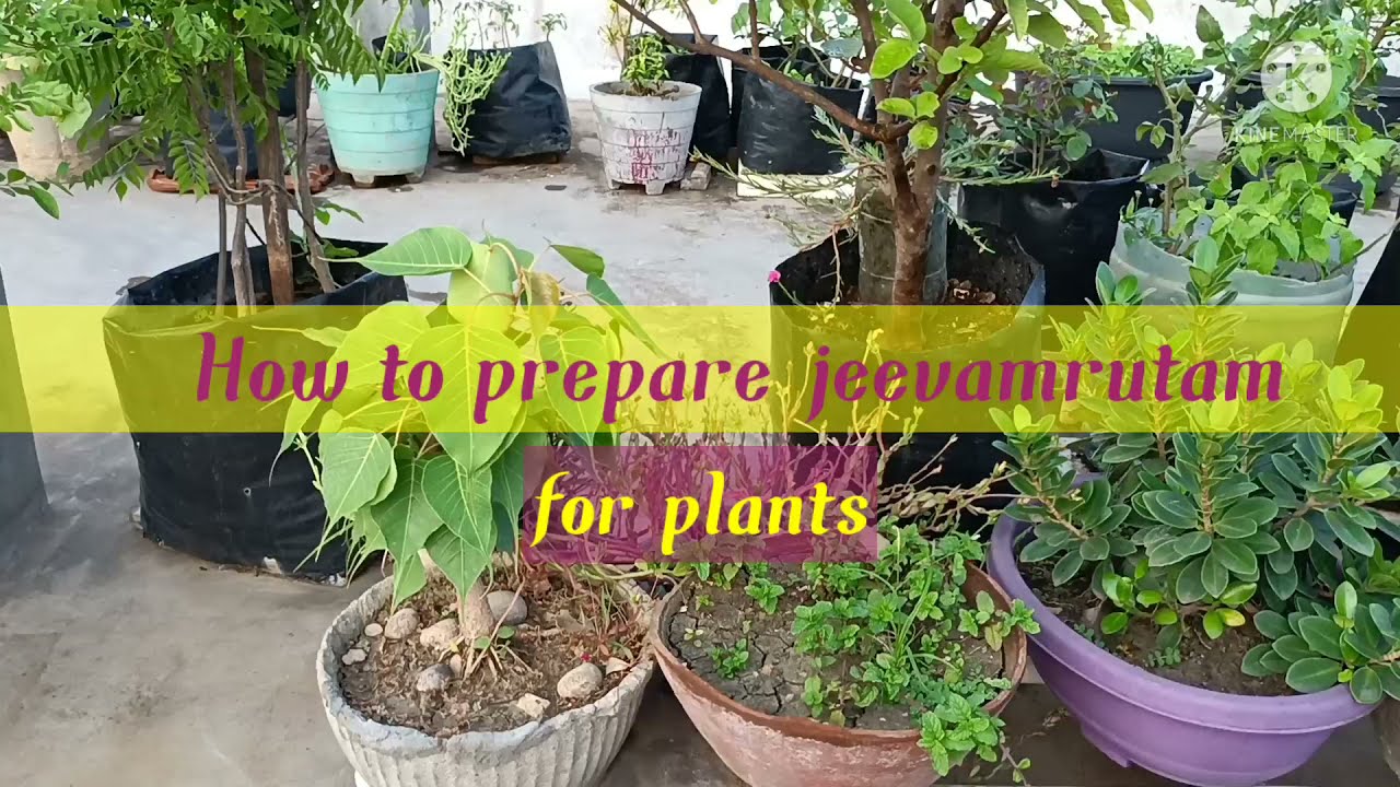 How to prepare JEEVAMRUTHAM Green Terrace Terrace garden Plants