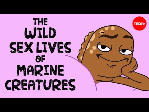 The wild sex lives of marine creatures - Luka Seamus Wright