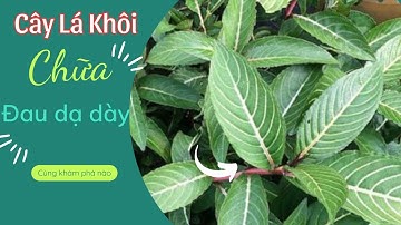 Tác Dụng Cây Lá Khôi.  Có Phải Cây Lá Khôi Chữa Đau Dạ Dày?