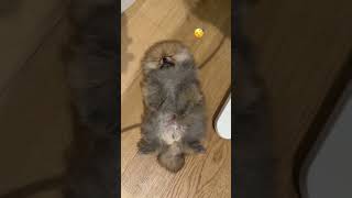 My ✨DOG✨ wants to show you a day in his life  | #puppy #pomeranian #dogs #puppies #dogshorts #dog