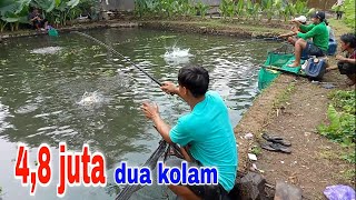 Sudah kepalang tanggung‼kolam pertama rugi,nambah satu kolam lagi...