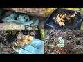 🦀海の生き物まとめ 鳥取 2026🐠