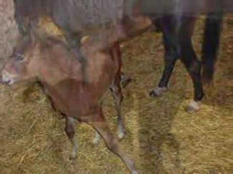 Bryden Farm Foals 2008