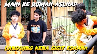 Pertama Kali Asep Masuk Kandang Harimau ?? Hampir Kena Gigit Eshan 