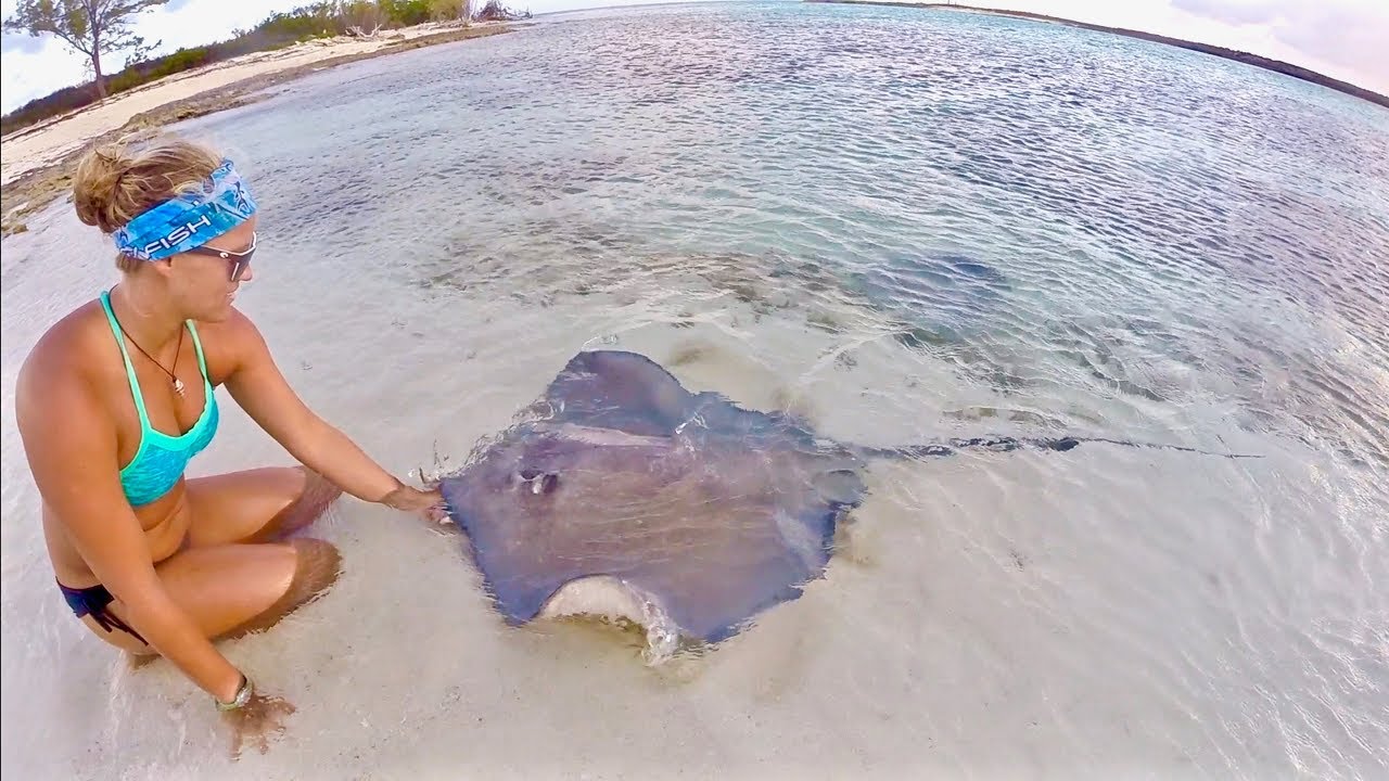 SWARMED BY STINGRAYS!!