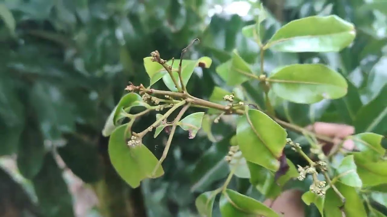 Vải thiều năm 2026 đạt 50%,nên đầu tư tất tay hay cầm chừng 