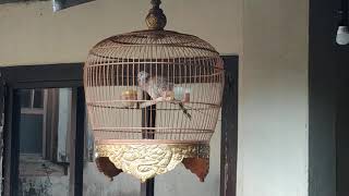 TEKUKUR KUK 7 MERDU SUARANYA