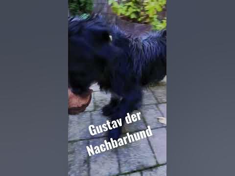 Gustav der Nachbarhund YouTube