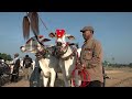 Cambodian farmers preserve Khmer tradition in oxen cart race