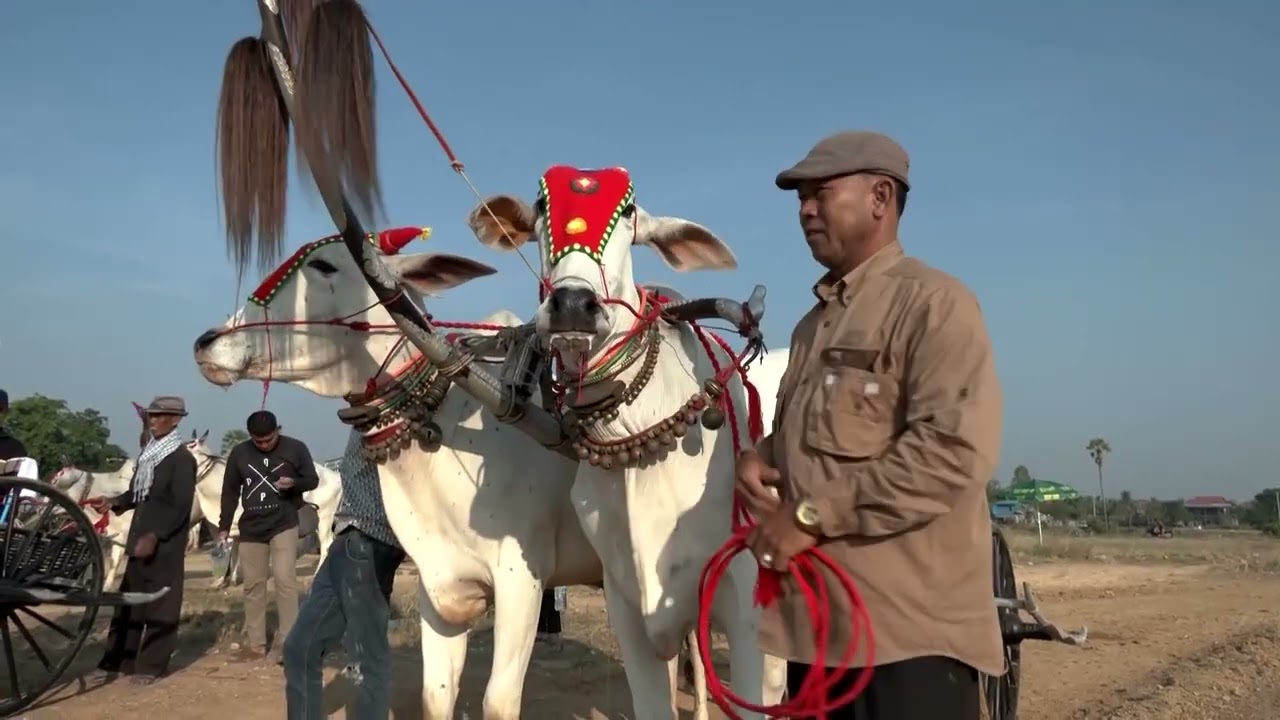 Cambodian farmers preserve Khmer tradition in oxen cart race