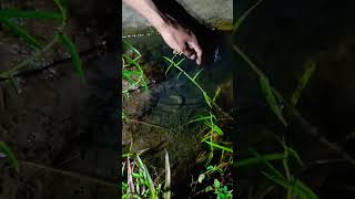 There is a different fun in fishing at night, see | Hand Fishing || #rkji #shorts #fishing