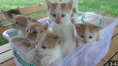 Video 4734781: cats kittens meowing compilation, cat fight compilation funny, kittens meowing compilation cute, cat kitten animation meow, cats dogs kitten meowing, kittens play fighting, hilarious fight, fighting baby