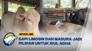 Menjelang Idul Adha 2026, Penjualan Hewan Kurban di Yogyakarta Mulai Ramai -[Newsline]