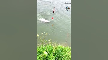 Câu lục l câu cá trắm đen #short