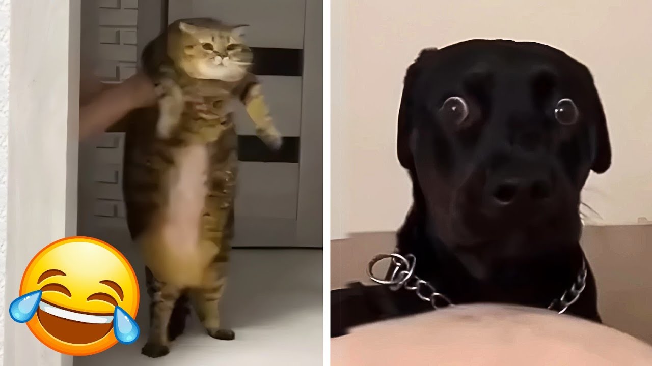 ANIMALES MÁS DIVERTIDOS 2024 🤣 Los mejores Perros y Gatos 🐶😹 Videos de ...