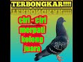 Ciri Ciri Merpati Kolong Yang Berkualitas Juara Omkicau(.mp3 .mp4) Mp3 - Mp4 Download