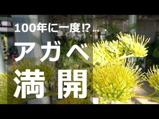 100年に一度⁉仙台市七北田公園都市緑化ホールで開花した観葉植物の